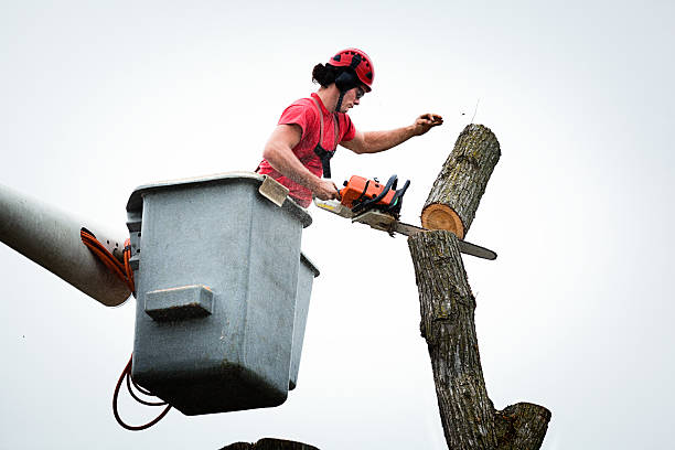 Trusted Villa Grove, IL Tree Services Experts